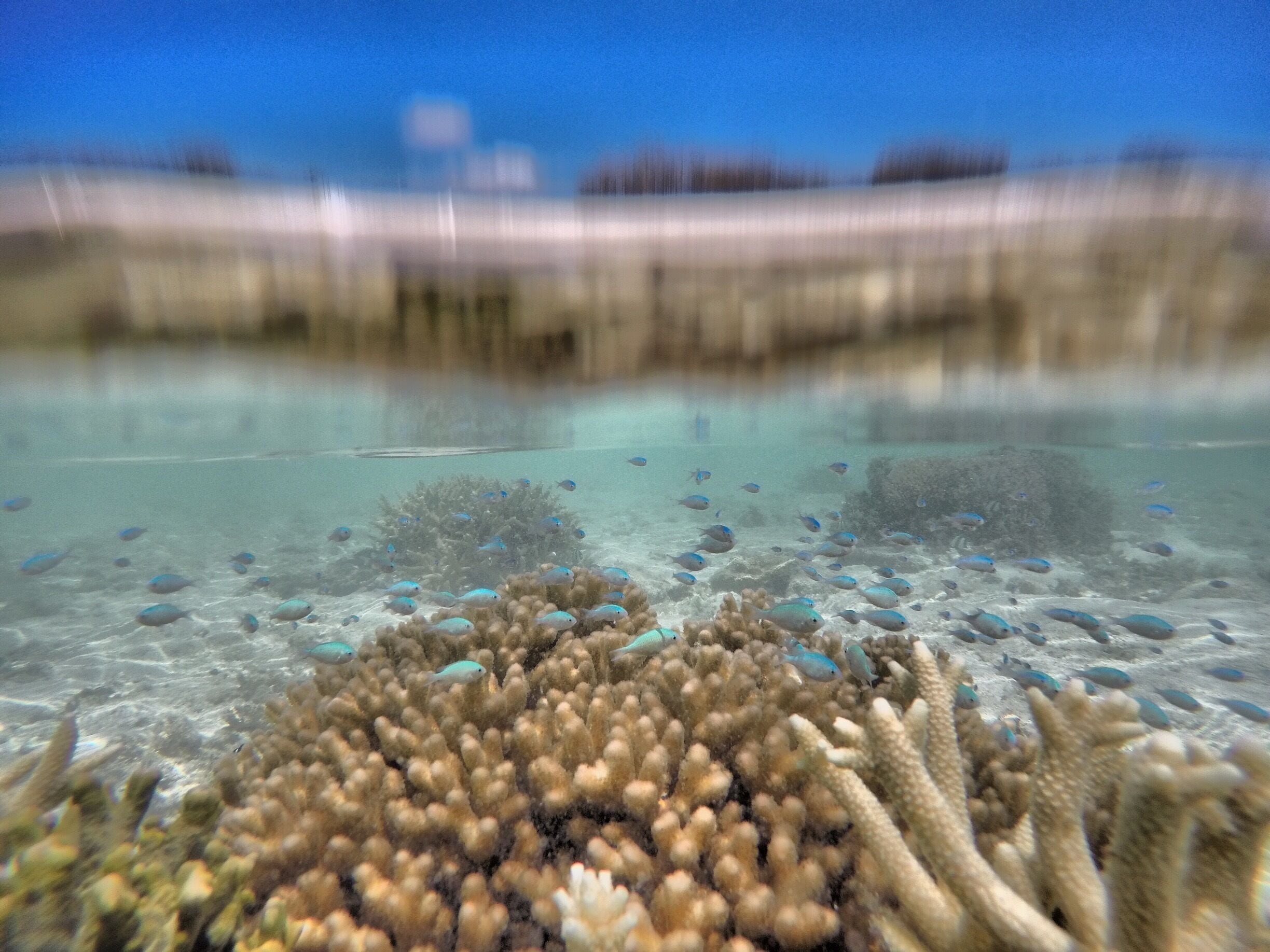 Small fish on lagoon side of the island