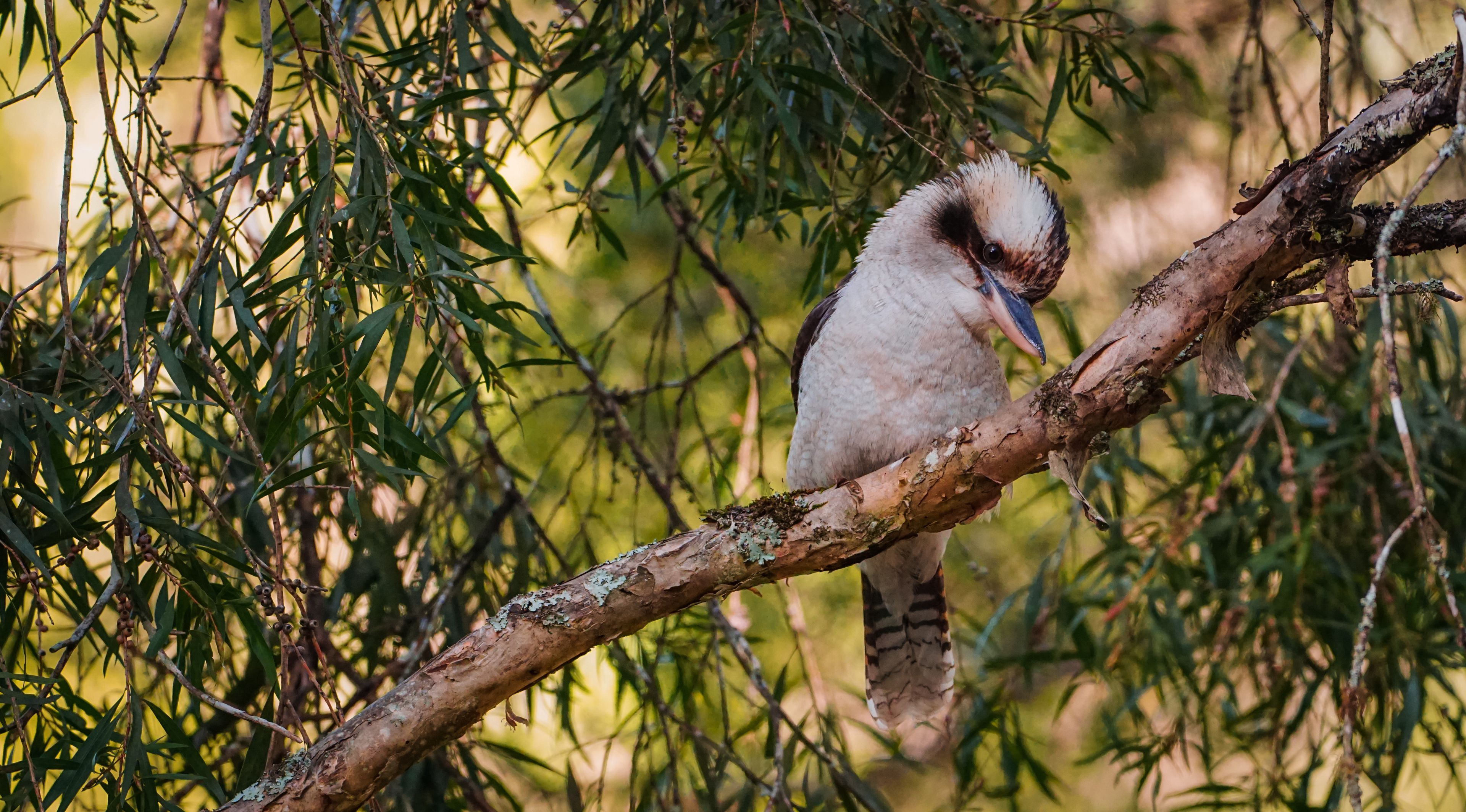 Un oiseau était perché sur une branche, entouré d’un feuillage dense.