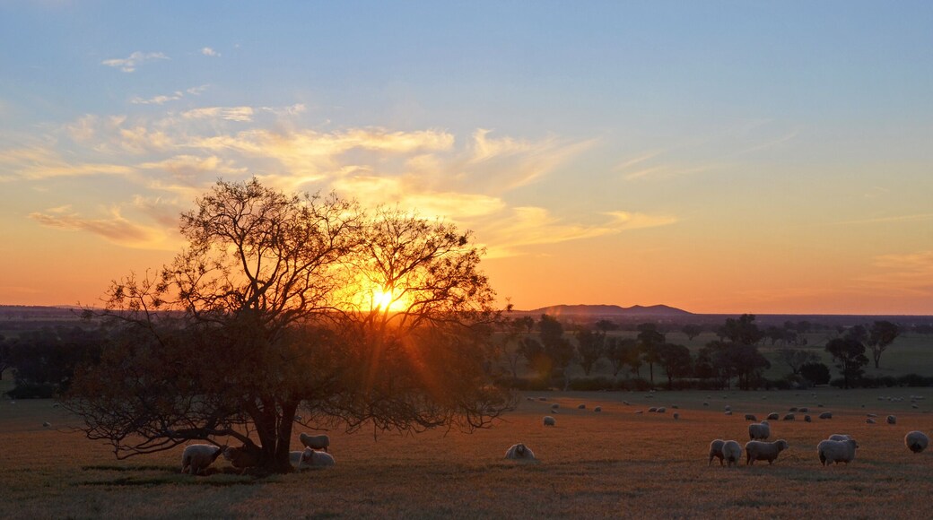 Rural sunset landscape scene with sheep on farmland between the towns of Grenfell and Young in the NSW countryside, Australia