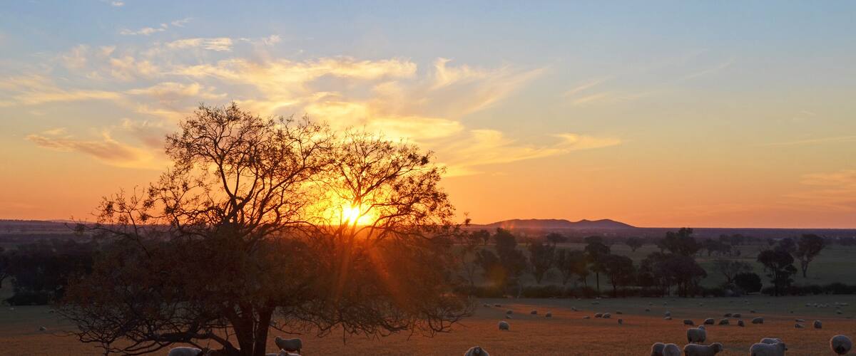 Rural sunset landscape scene with sheep on farmland between the towns of Grenfell and Young in the NSW countryside, Australia