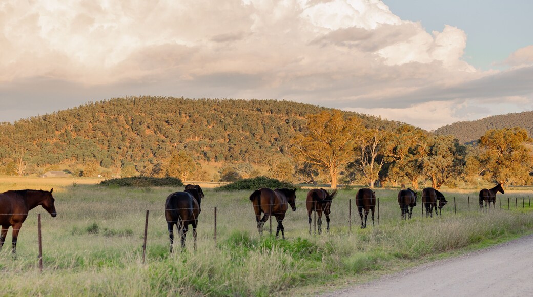 Group of horses walking together along fence line beside rural country road