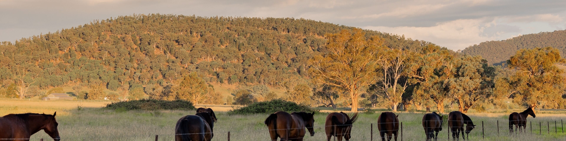 Group of horses walking together along fence line beside rural country road