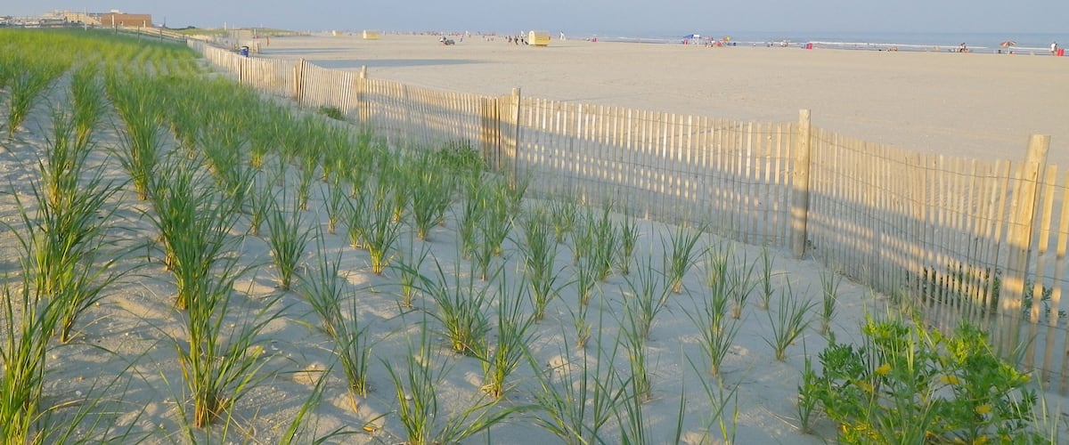 restoration des dunes