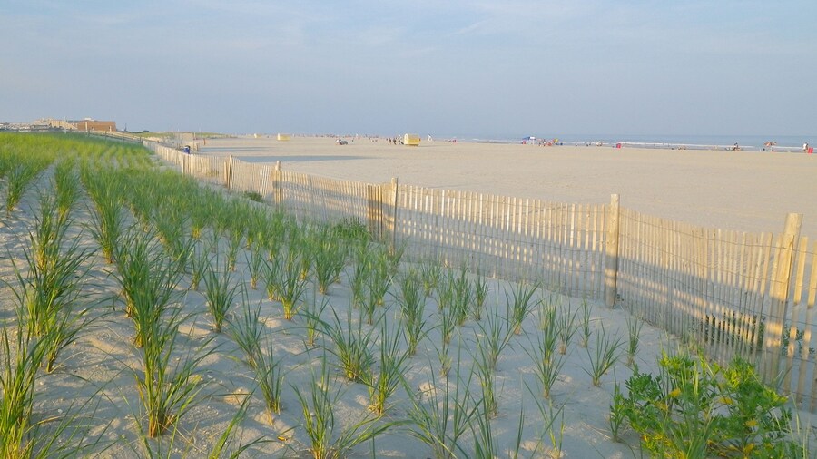 restoration des dunes