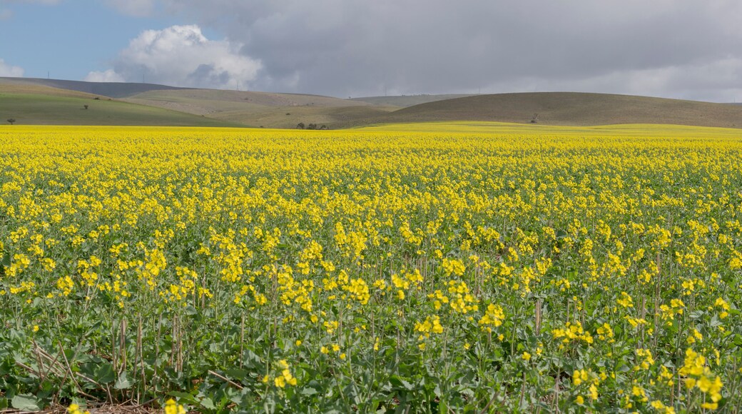 Conseil du Mid Murray