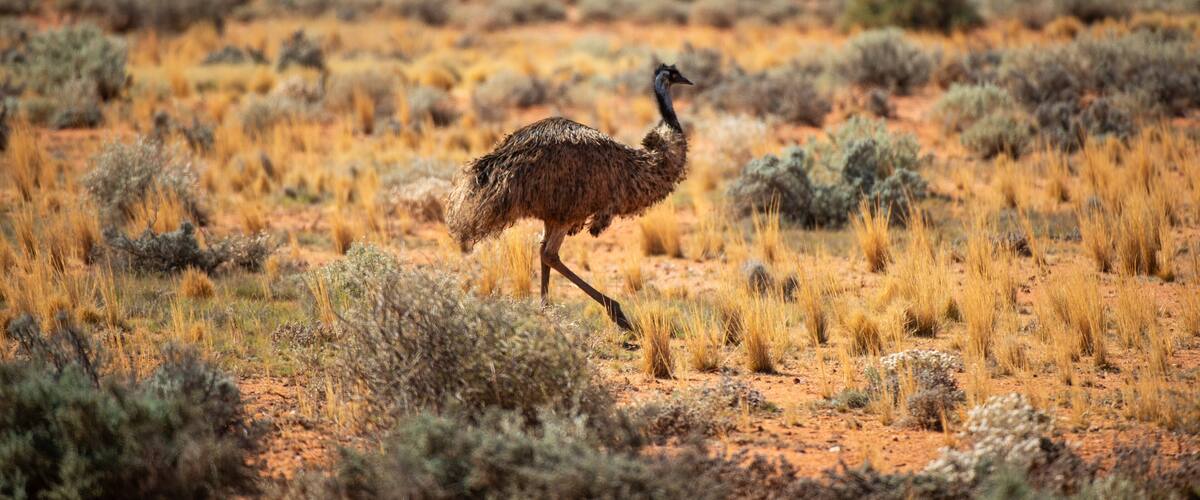 emu