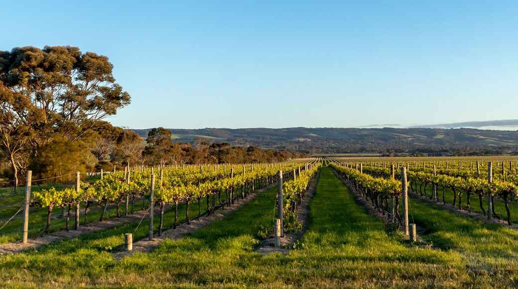 McLaren Vale Vineyard
