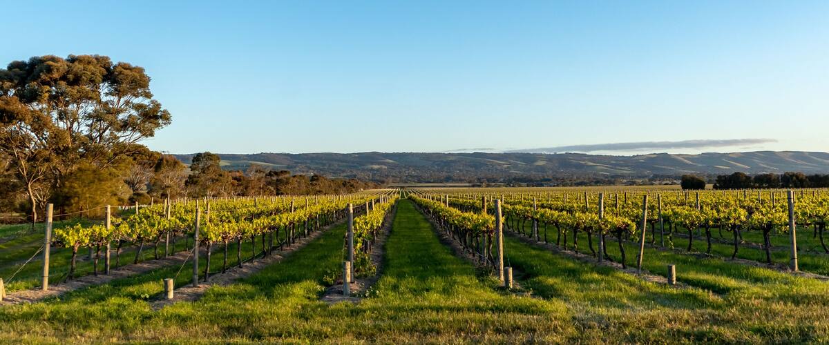 McLaren Vale Vineyard