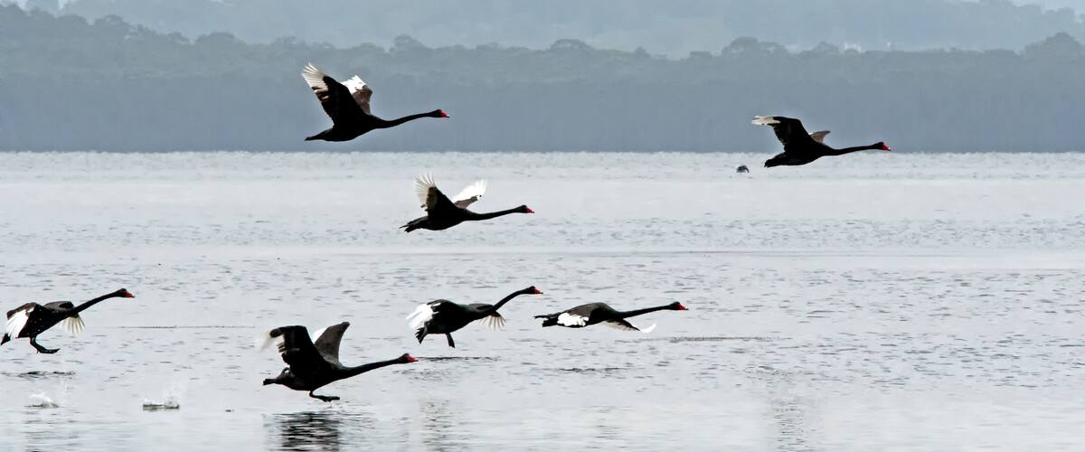 Black swams in flight, Tuggerah Lake, Entrance, NSW, Australia