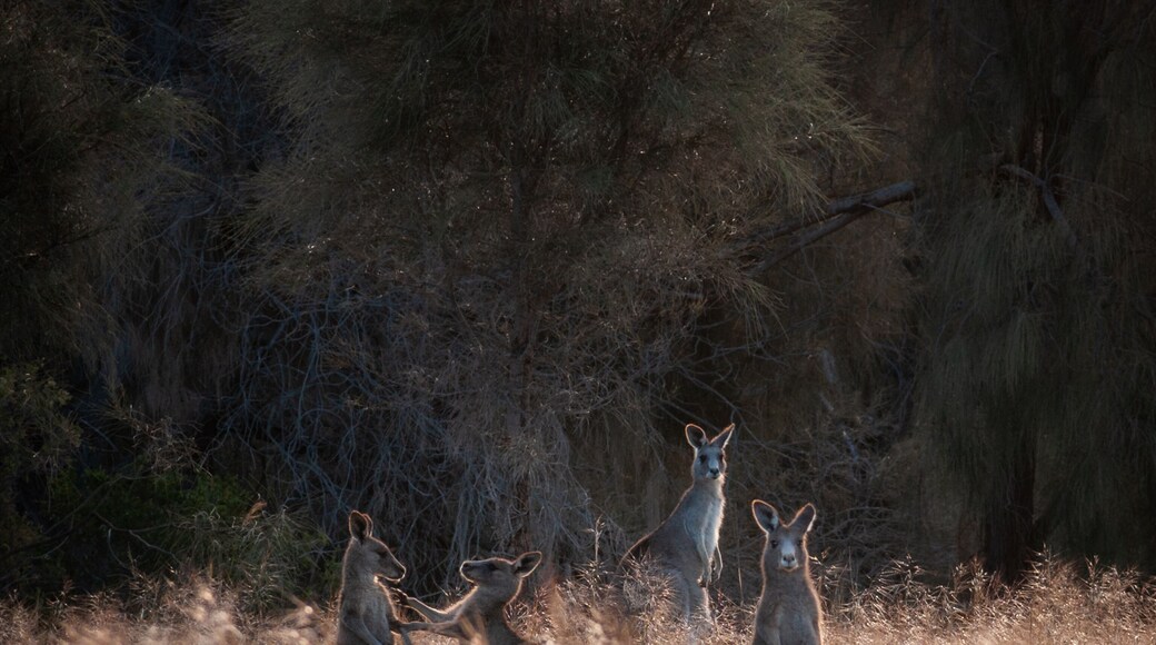 Comté des Golden Plains