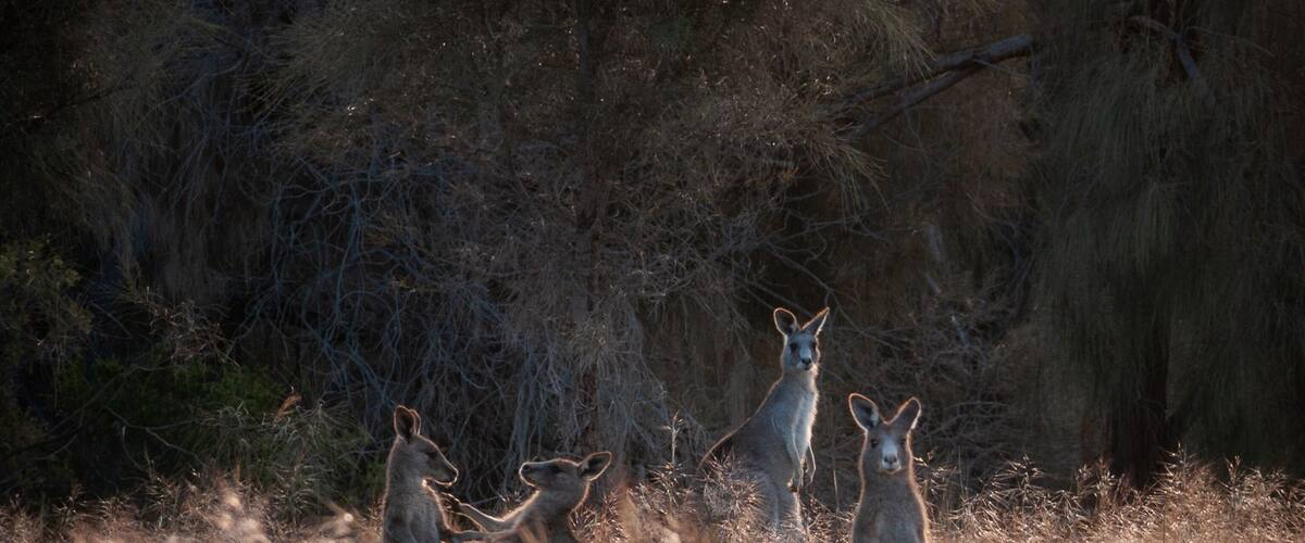 A Mob of Eastern Grey Kangaroos at Sunset.