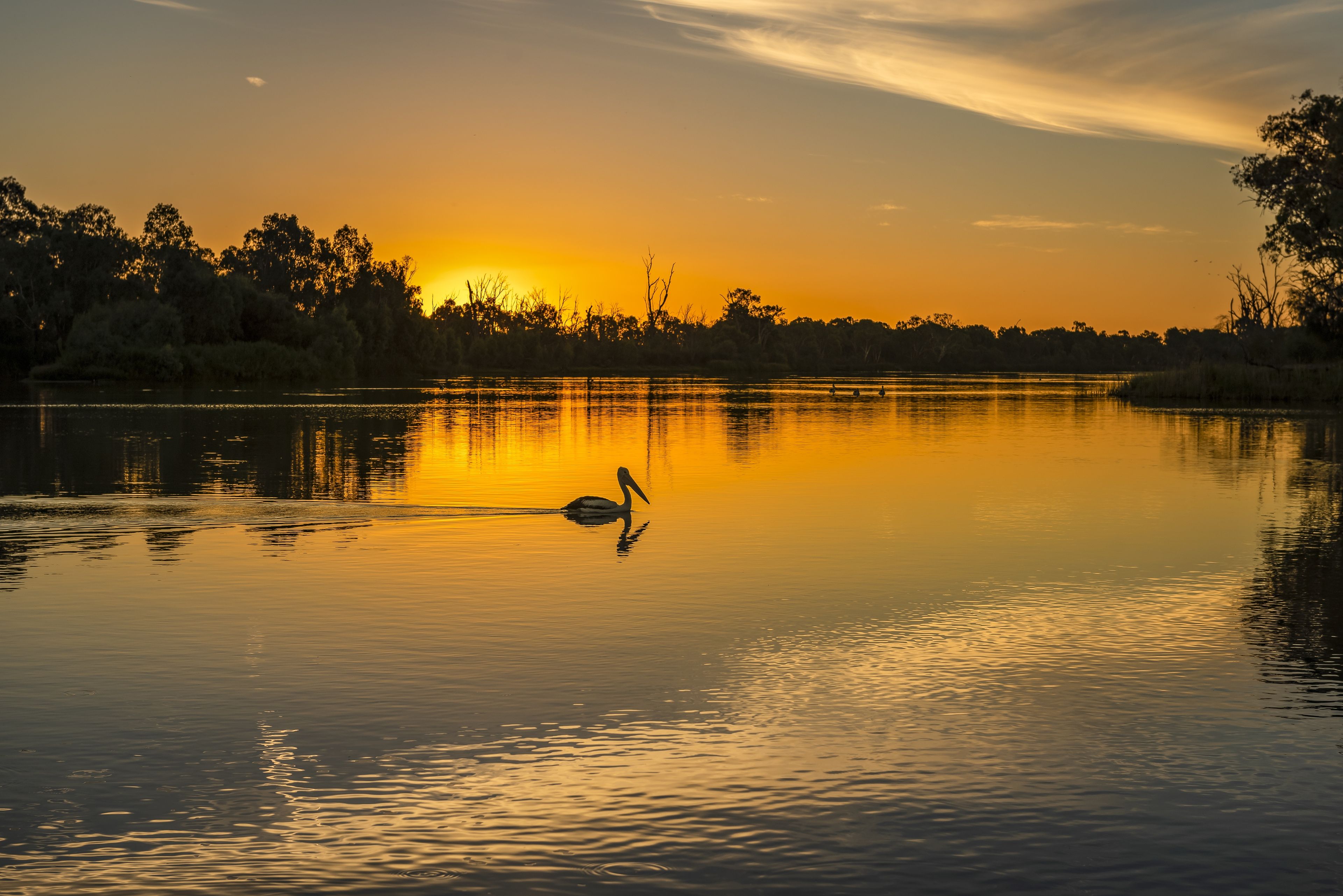 Un coucher de soleil paisible sur un lac calme, avec un pélican qui nage, entouré d’arbres denses.