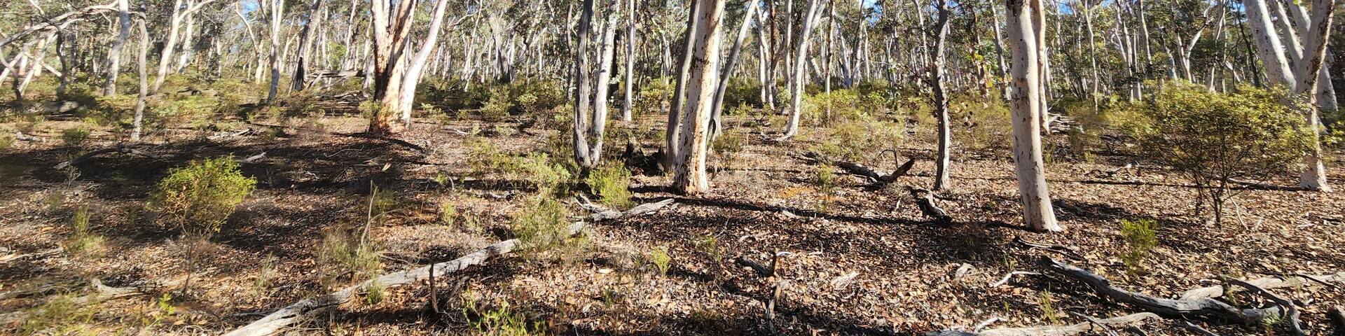 Dryandra Woodland in Western Australia