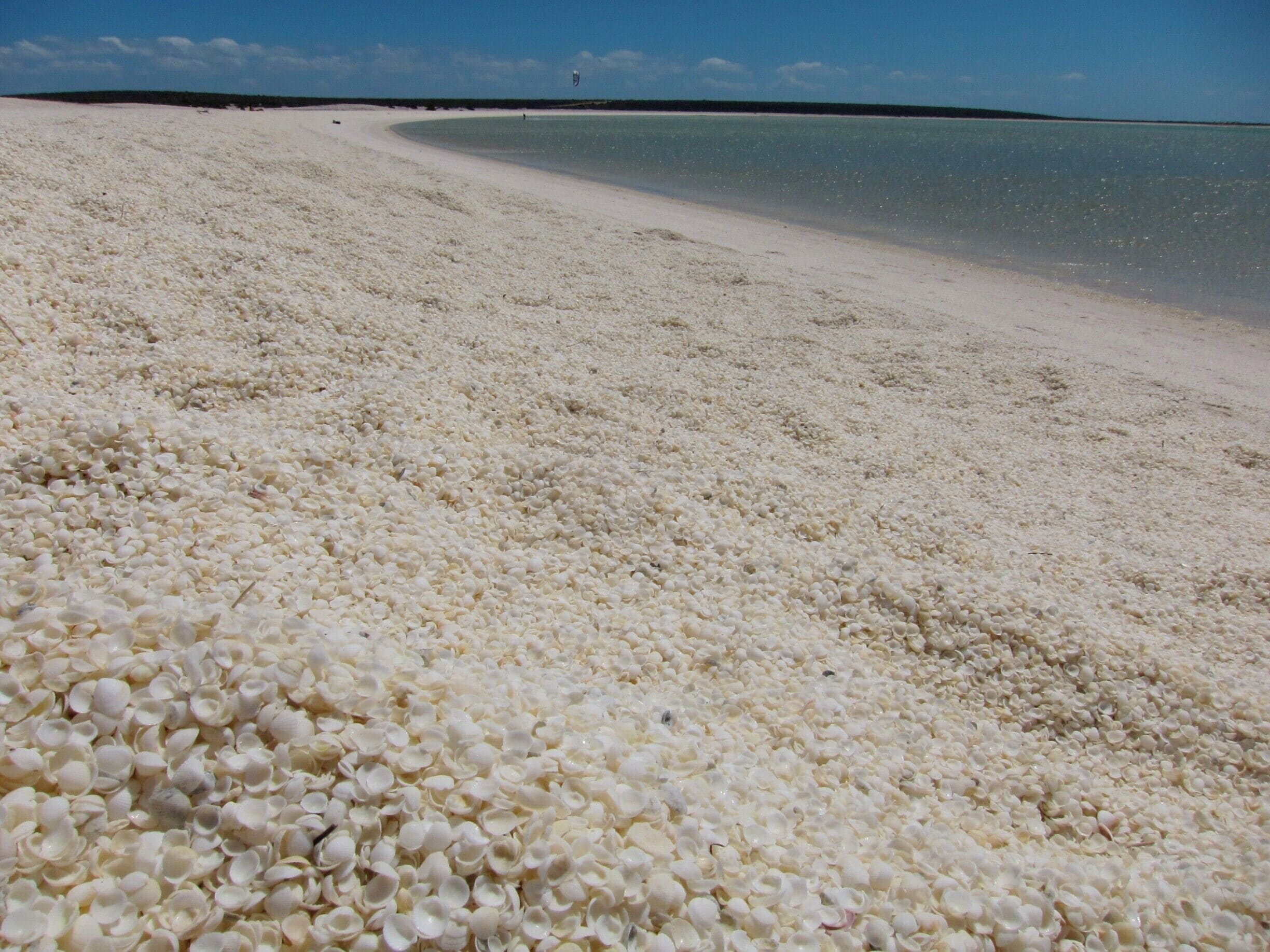 A beach made entirely of shells? You bet. A visit to Shark Bay in Western Australia allows you to explore this natural wonder, then drive down the road to Monkey Mia where dolphins swim right up to the beach. #BeachBound