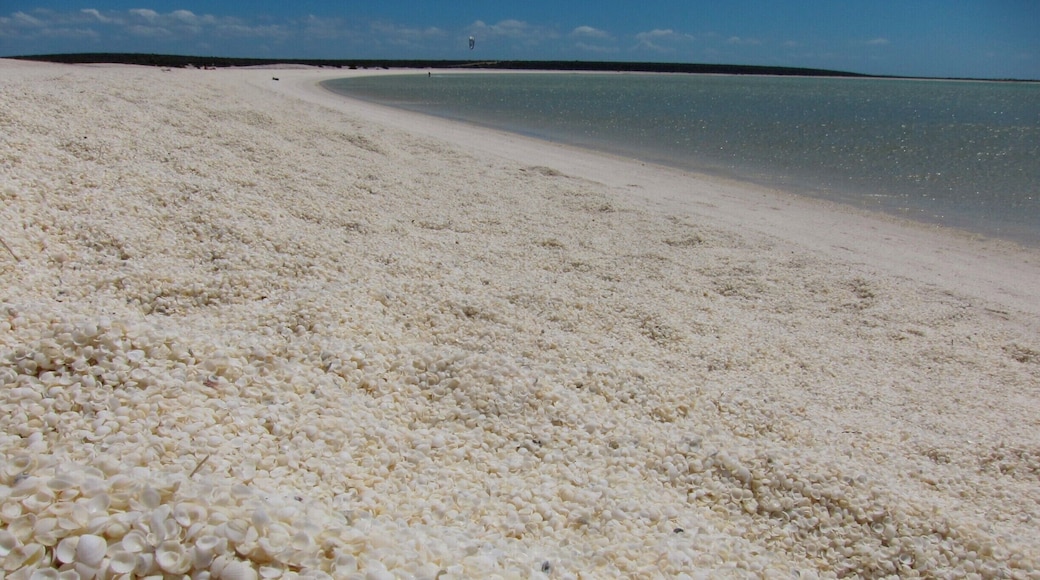 A beach made entirely of shells? You bet. A visit to Shark Bay in Western Australia allows you to explore this natural wonder, then drive down the road to Monkey Mia where dolphins swim right up to the beach. #BeachBound