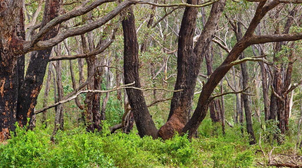 Eucalyptus forest with Karri trees (Eucalyptus diversicolor) recovering after a forest fire