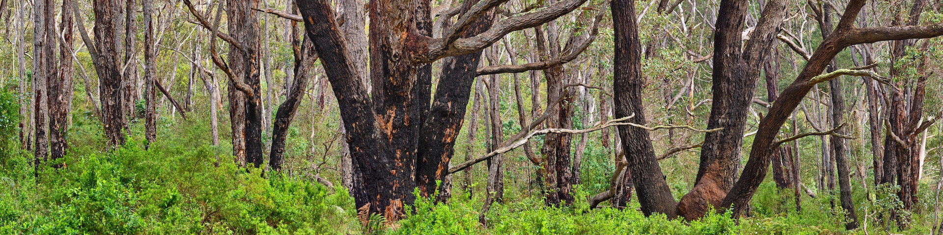 Eucalyptus forest with Karri trees (Eucalyptus diversicolor) recovering after a forest fire