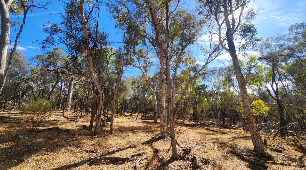 Dryandra Woodland in Western Australia