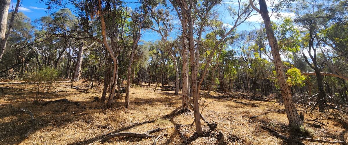 Dryandra Woodland in Western Australia