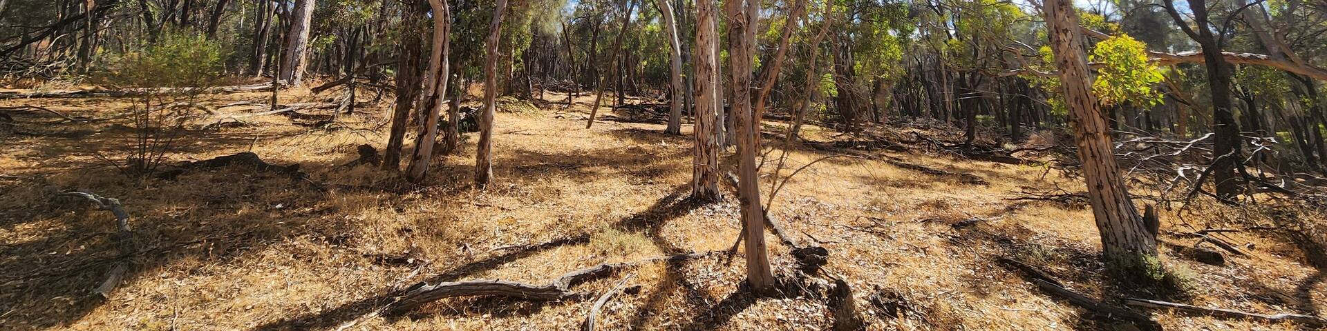 Dryandra Woodland in Western Australia