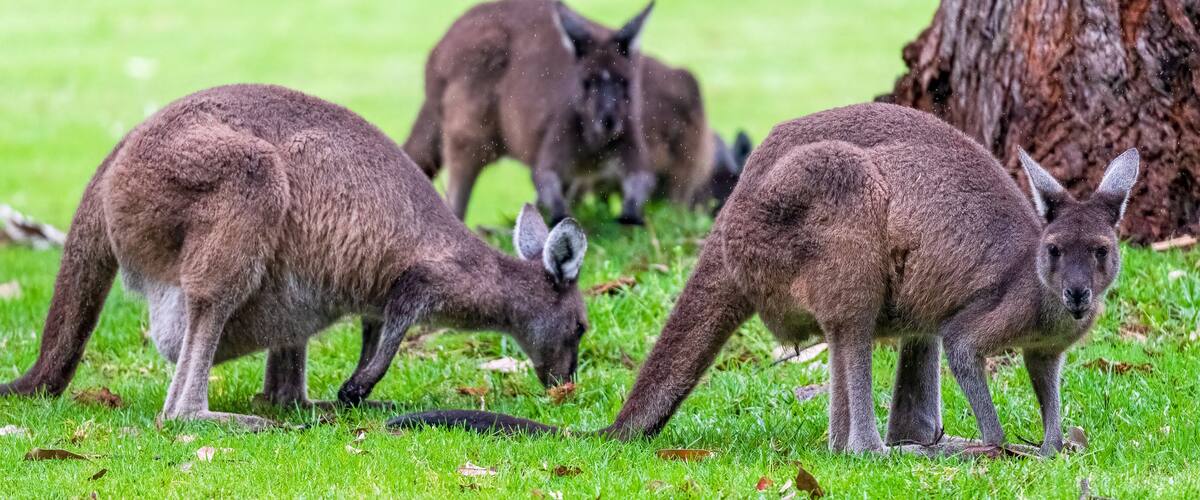 Kangaroos foraging in the grass on a rainy day in Pemberton WA