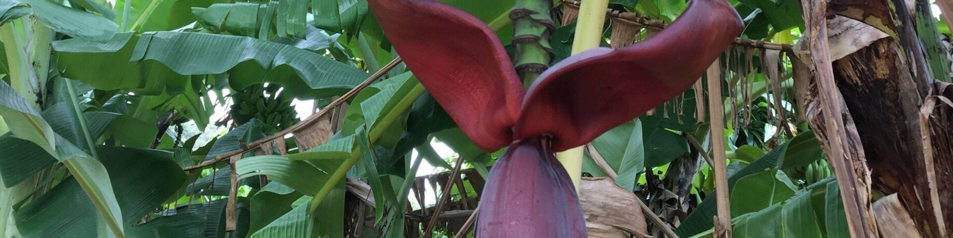 Not too far from Townsville there’s a great little place called frosty mango. Not only do they serve great cakes and ice cream, but they use their own fruit grown on site to make the most delicious treats. And great for unusual photo opportunities #bananatree #unusualphotopics