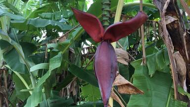 Not too far from Townsville there’s a great little place called frosty mango. Not only do they serve great cakes and ice cream, but they use their own fruit grown on site to make the most delicious treats. And great for unusual photo opportunities #bananatree #unusualphotopics