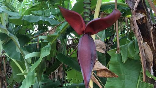 Not too far from Townsville there’s a great little place called frosty mango. Not only do they serve great cakes and ice cream, but they use their own fruit grown on site to make the most delicious treats. And great for unusual photo opportunities #bananatree #unusualphotopics