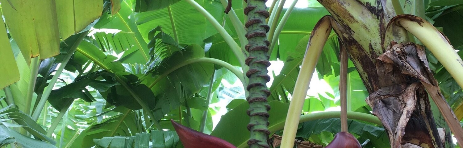Not too far from Townsville there’s a great little place called frosty mango. Not only do they serve great cakes and ice cream, but they use their own fruit grown on site to make the most delicious treats. And great for unusual photo opportunities #bananatree #unusualphotopics