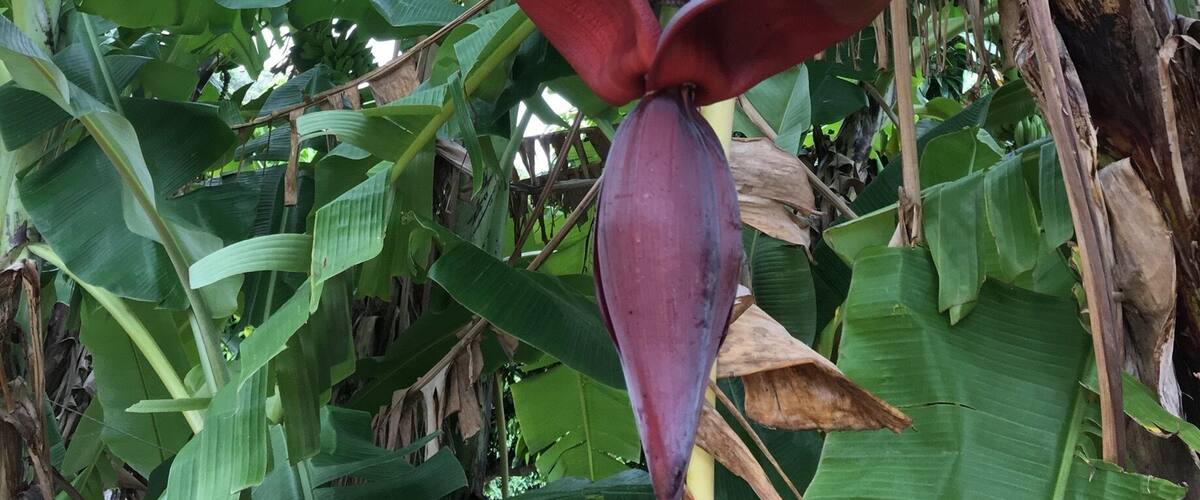 A banana tree with a large cluster of green bananas and a prominent red flower.