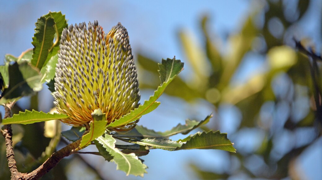 Gold and silver Australian native Old Man Banskia flower, Banksia serrata, Royal National Park, Sydney, NSW, Australia.