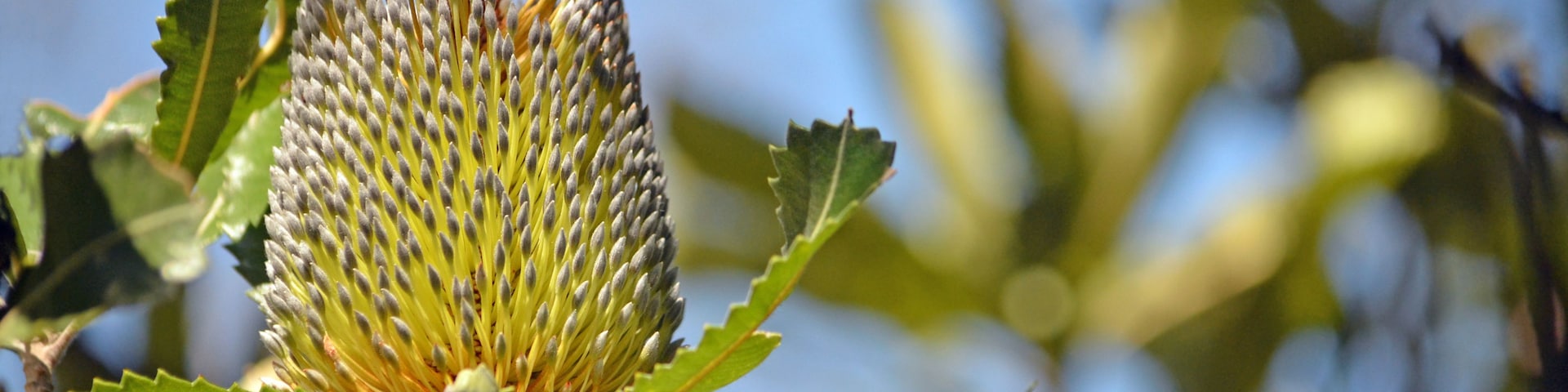 Close-up de uma flor Protea com fundo desfocado de folhas verdes e céu azul límpido.