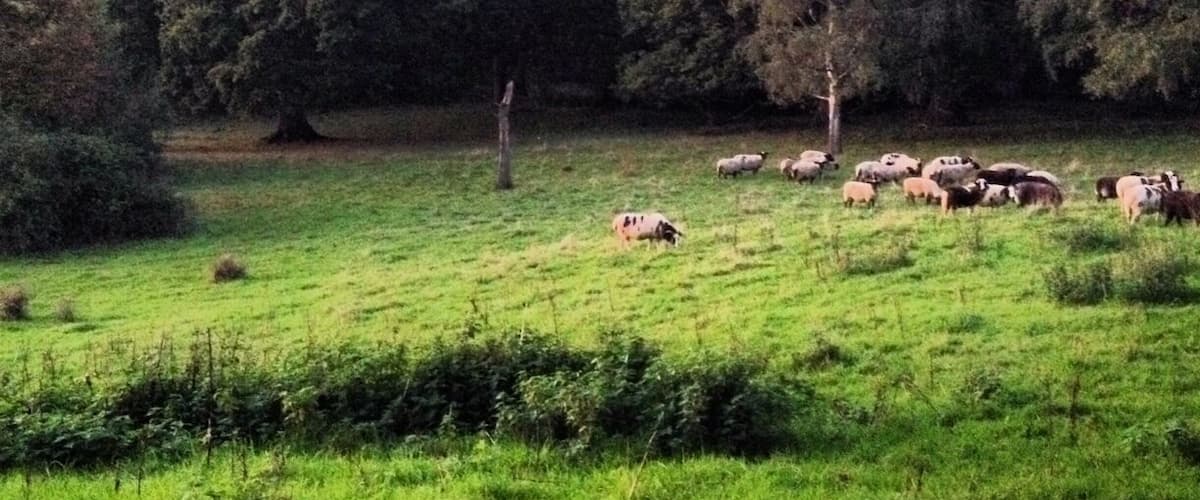 Un campo verde con un rebaño de ovejas pastando.