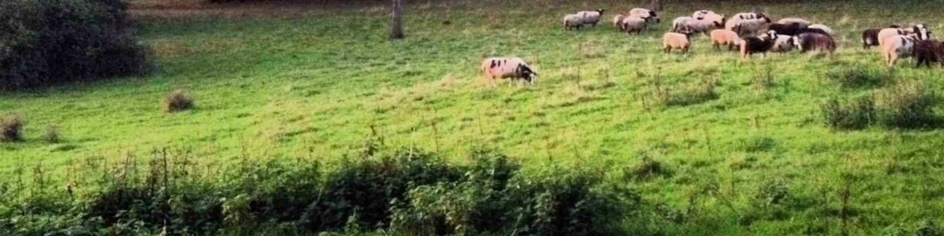 A green field with a herd of sheep grazing.