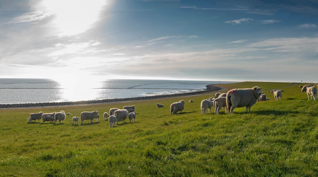 Panoramic view of sheep and lambs on a dike in the sun at the North Sea, Westerdeichstrich, Büsum, Schleswig-Holstein, Germany, flock of sheep with lamb in field or dike, wool on the hoof