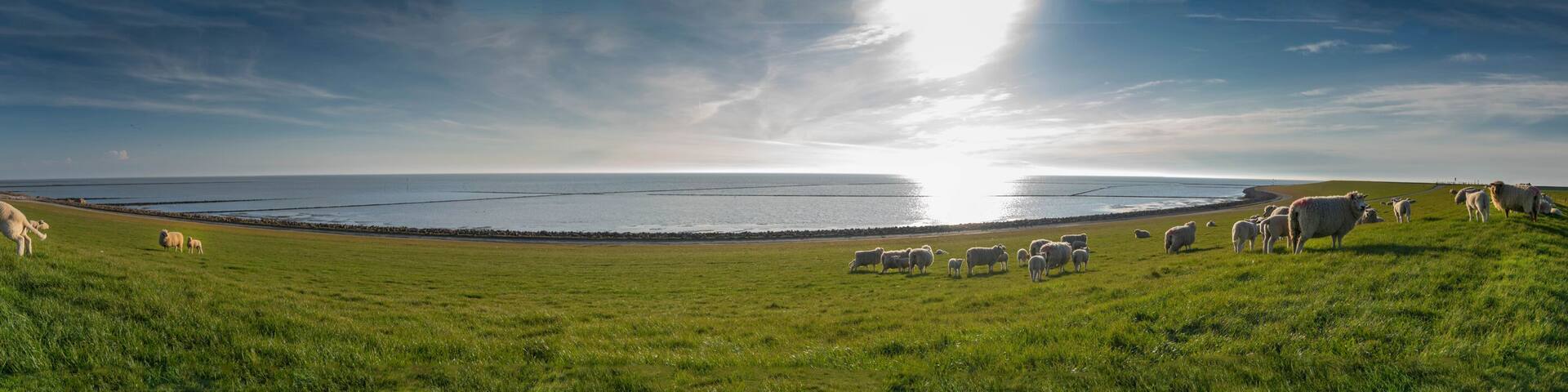 Panoramic view of sheep and lambs on a dike in the sun at the North Sea, Westerdeichstrich, Büsum, Schleswig-Holstein, Germany, flock of sheep with lamb in field or dike, wool on the hoof