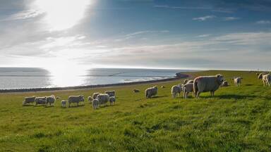 Panoramic view of sheep and lambs on a dike in the sun at the North Sea, Westerdeichstrich, Büsum, Schleswig-Holstein, Germany, flock of sheep with lamb in field or dike, wool on the hoof