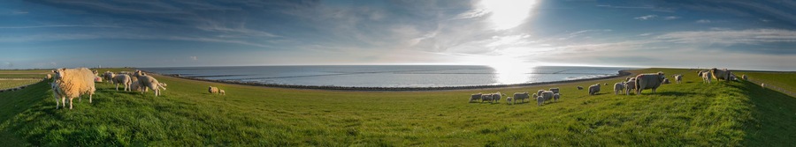 Panoramic view of sheep and lambs on a dike in the sun at the North Sea, Westerdeichstrich, Büsum, Schleswig-Holstein, Germany, flock of sheep with lamb in field or dike, wool on the hoof