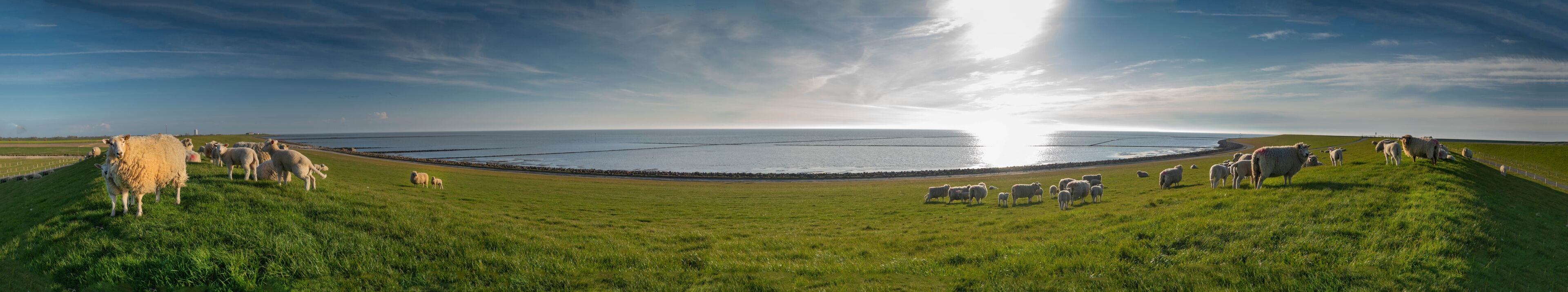 A coastal landscape with a flock of sheep grazing on a grassy hill, overlooking the sea.