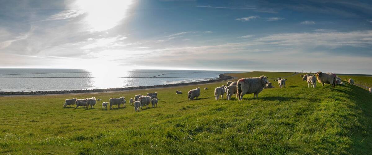 A coastal landscape with a flock of sheep grazing on a grassy hill, overlooking the sea.
