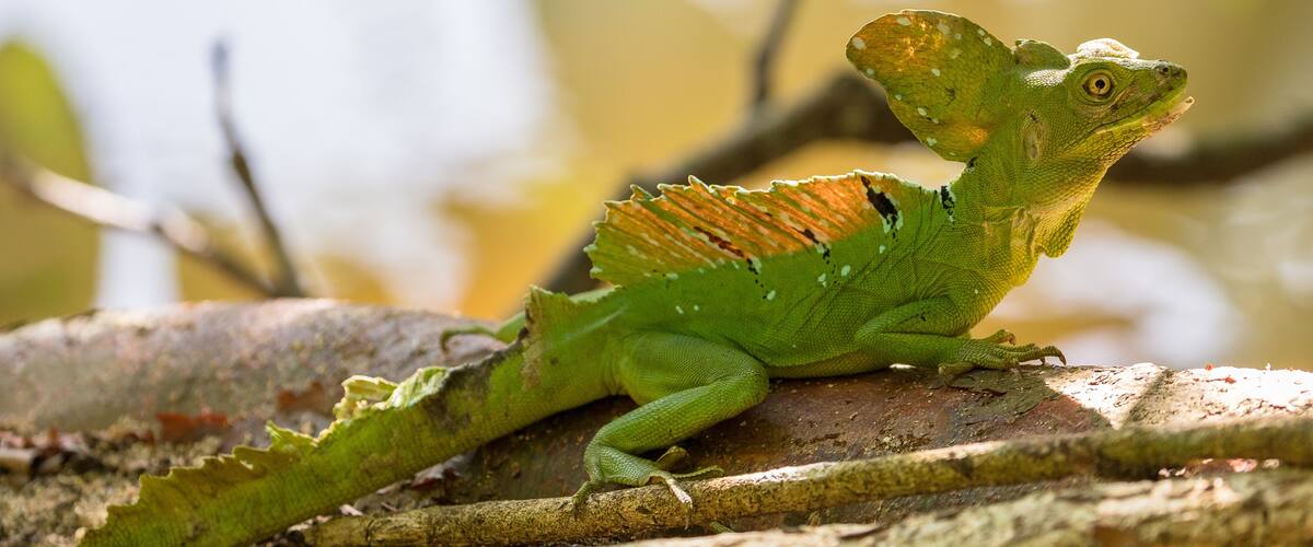 Basil (or Jesus Christ lizard), on a branch over water