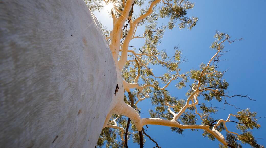 Trephina Gorge National Park showing tranquil scenes