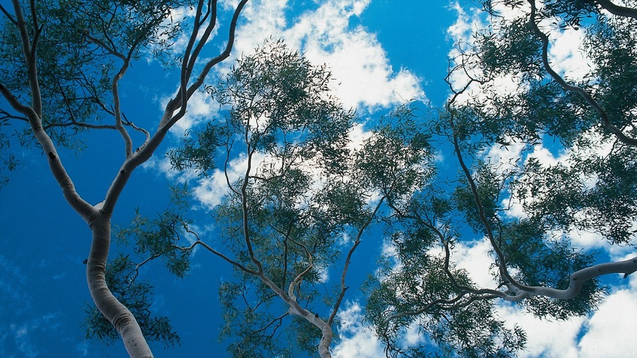 Trephina Gorge National Park