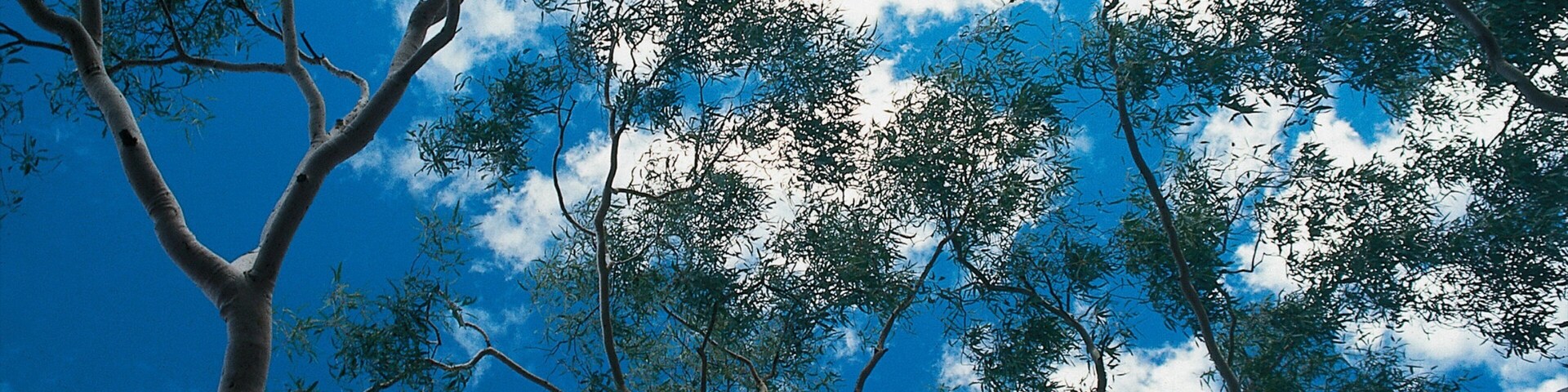 Trephina Gorge National Park