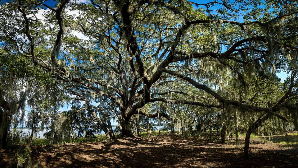 A forest with large trees and Spanish moss.