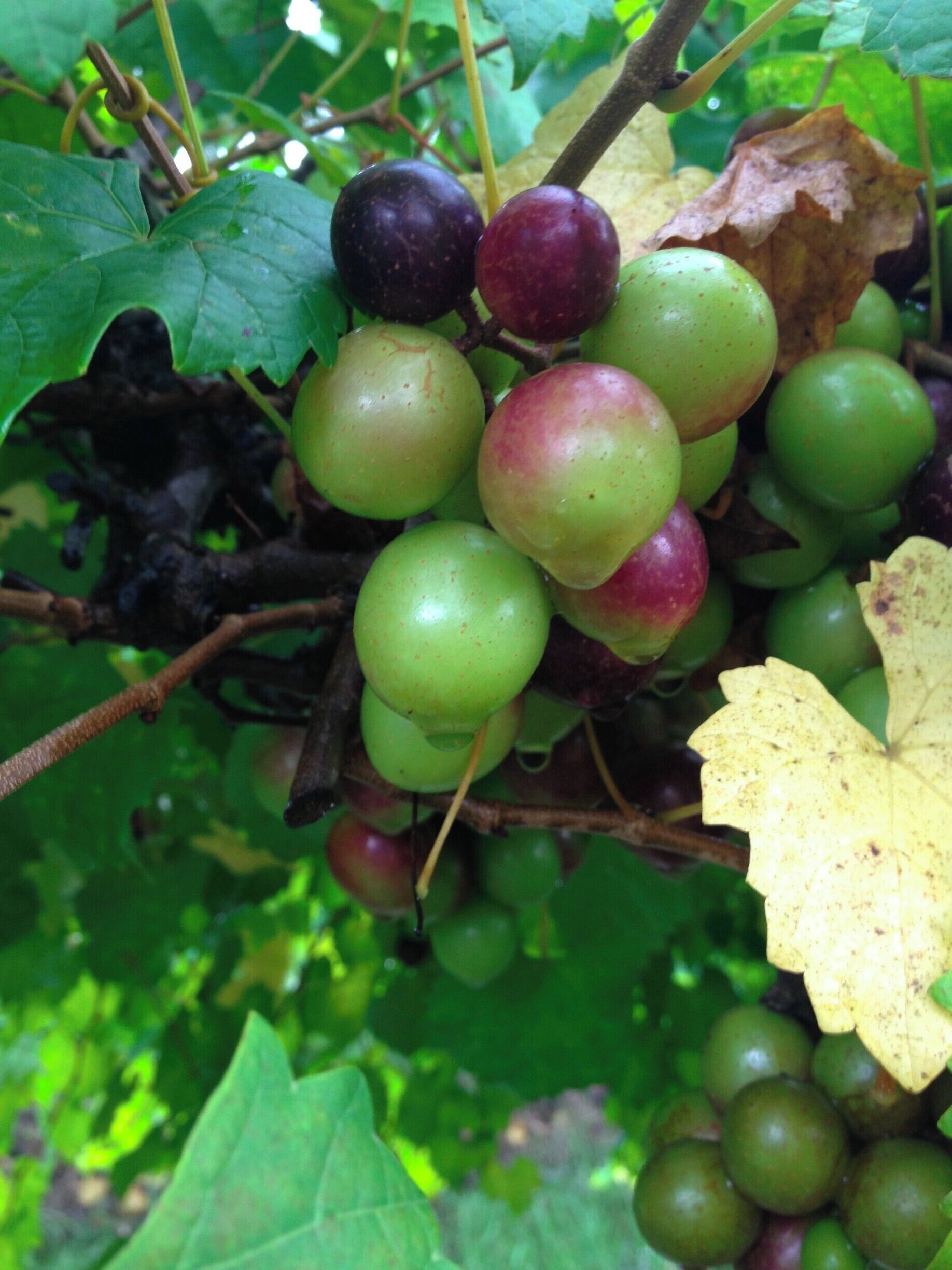 As you enter the Firefly Distillary grounds you pass under magnificant live oak trees and the Irvin House vinyards. It is a gorgeous piece of land with huge trees, grape vines, ponds, and natural beauty. You can take tours of the distillary and do tastings of a variety of vodka's, moonshine, and wines. 