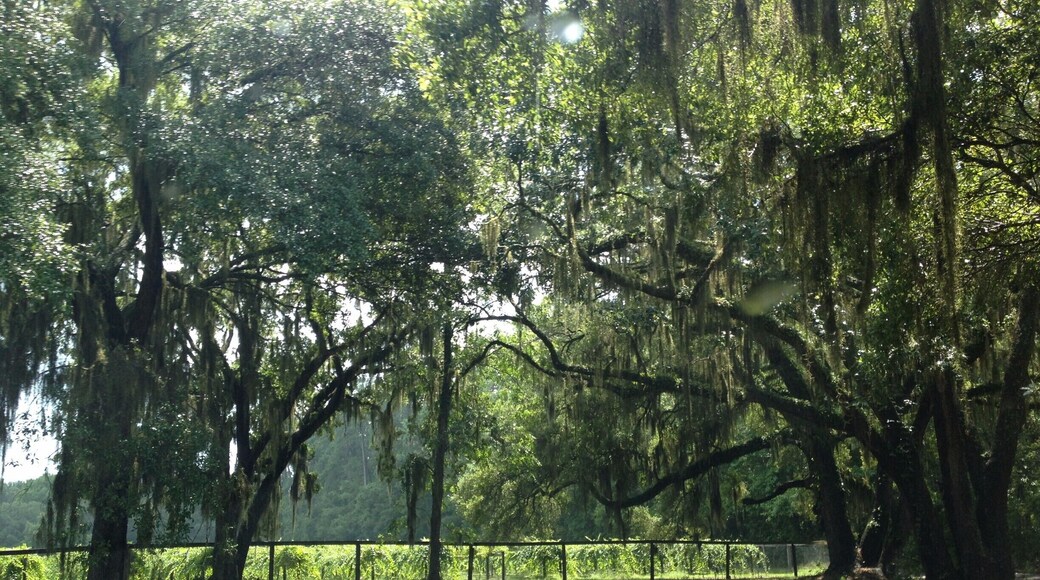 As you enter the Firefly Distillary grounds you pass under these magnificant live oak trees and the Irvin House vinyards. It is a gorgeous piece of land with huge trees, grape vines, ponds, and natural beauty. You can take tours of the distillary and do tastings of a variety of vodka's, moonshine, and wines.
