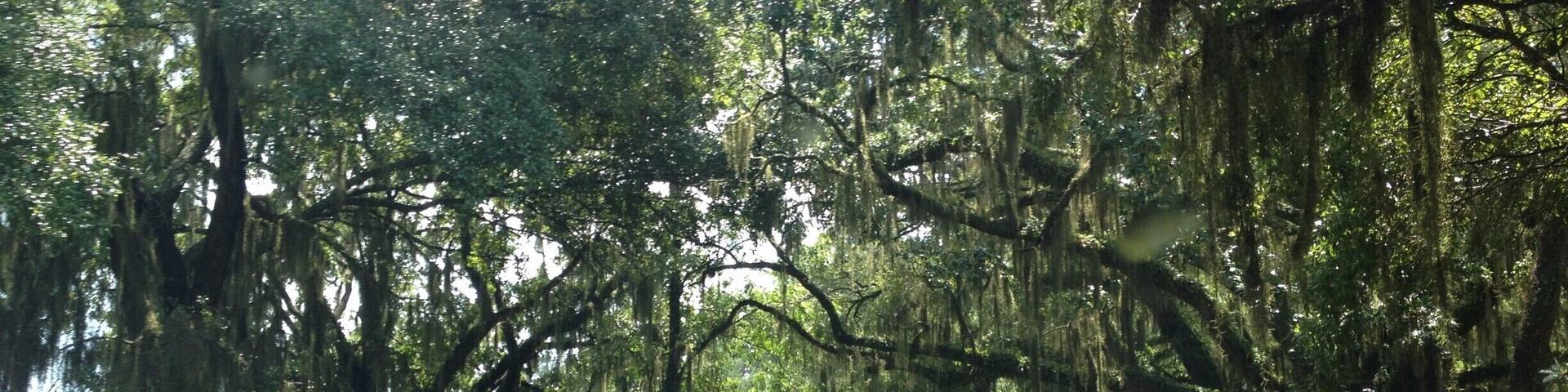 As you enter the Firefly Distillary grounds you pass under these magnificant live oak trees and the Irvin House vinyards. It is a gorgeous piece of land with huge trees, grape vines, ponds, and natural beauty. You can take tours of the distillary and do tastings of a variety of vodka's, moonshine, and wines.