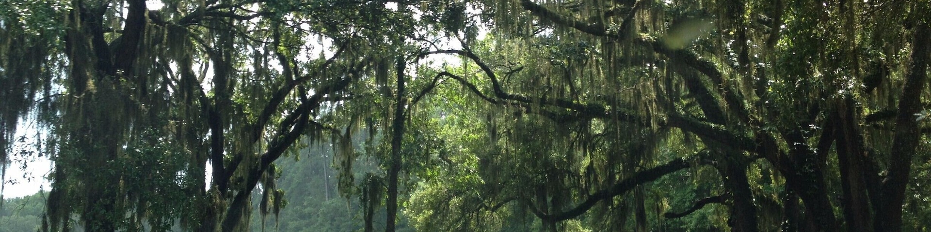 As you enter the Firefly Distillary grounds you pass under these magnificant live oak trees and the Irvin House vinyards. It is a gorgeous piece of land with huge trees, grape vines, ponds, and natural beauty. You can take tours of the distillary and do tastings of a variety of vodka's, moonshine, and wines.