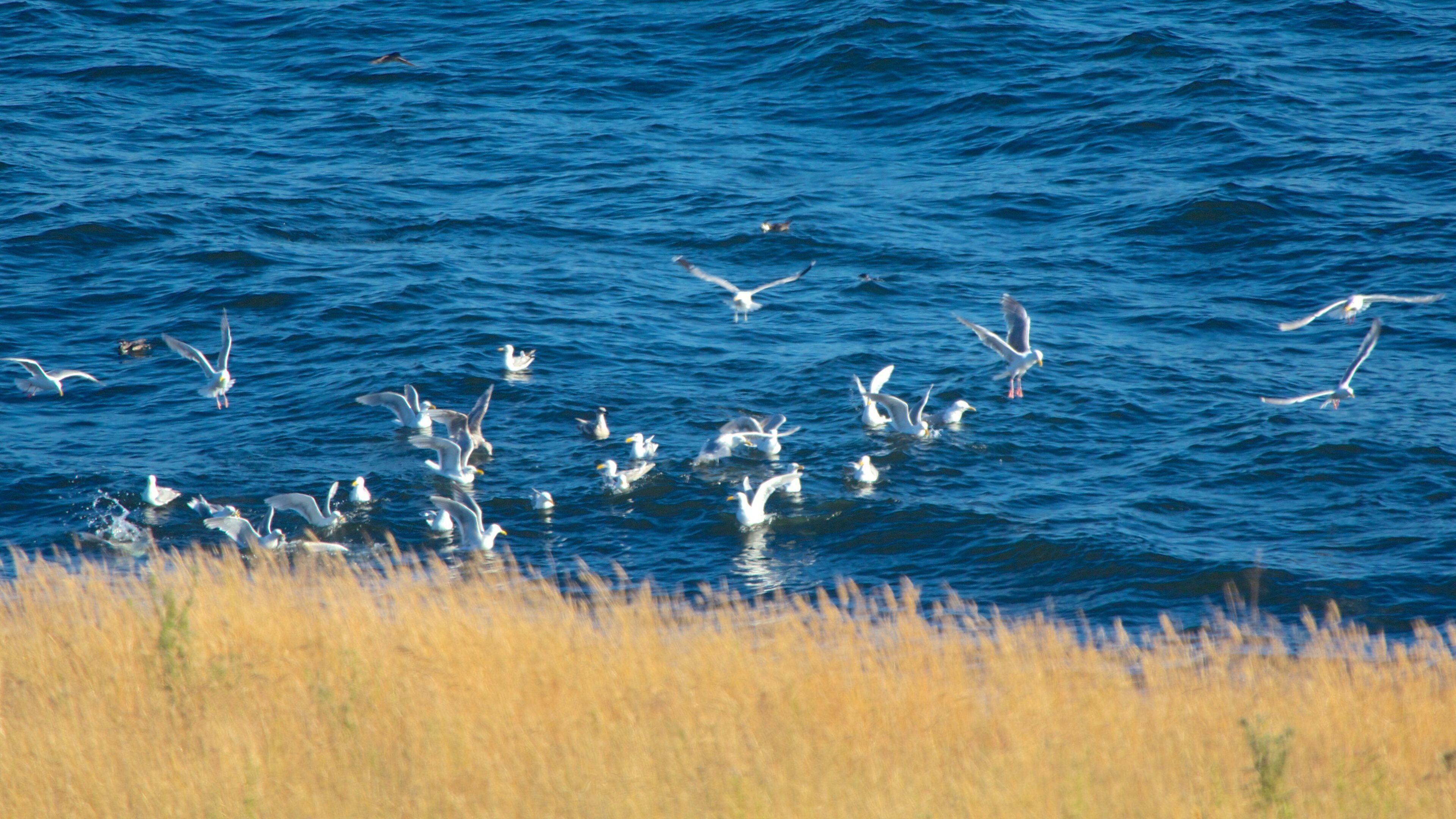 Cape San Juan featuring bird life and general coastal views